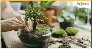 What Is Bonsai Soil and Why Is It Important