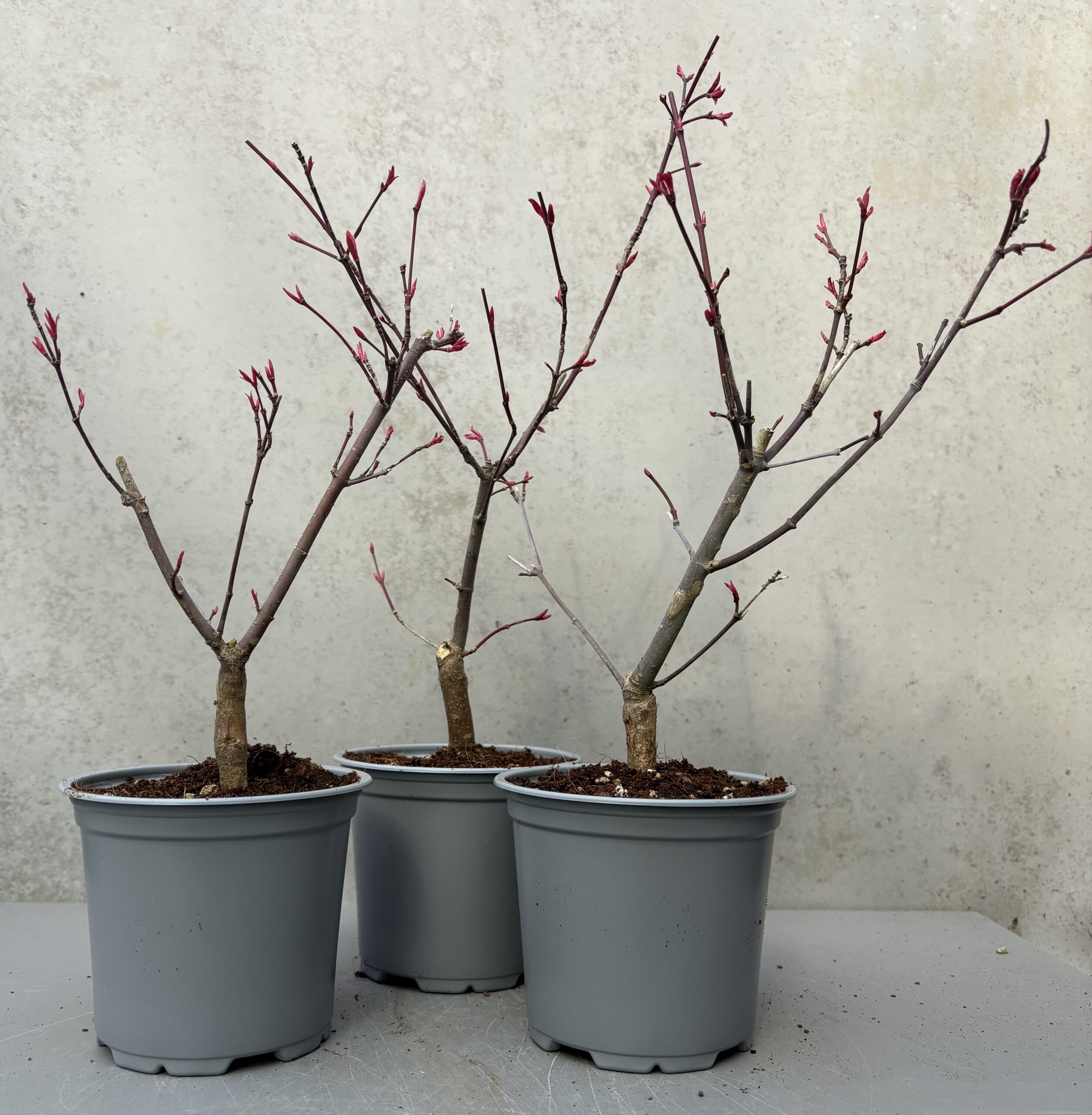 Japanese Maple Deshojo 3-5 years old (Acer palmatum)