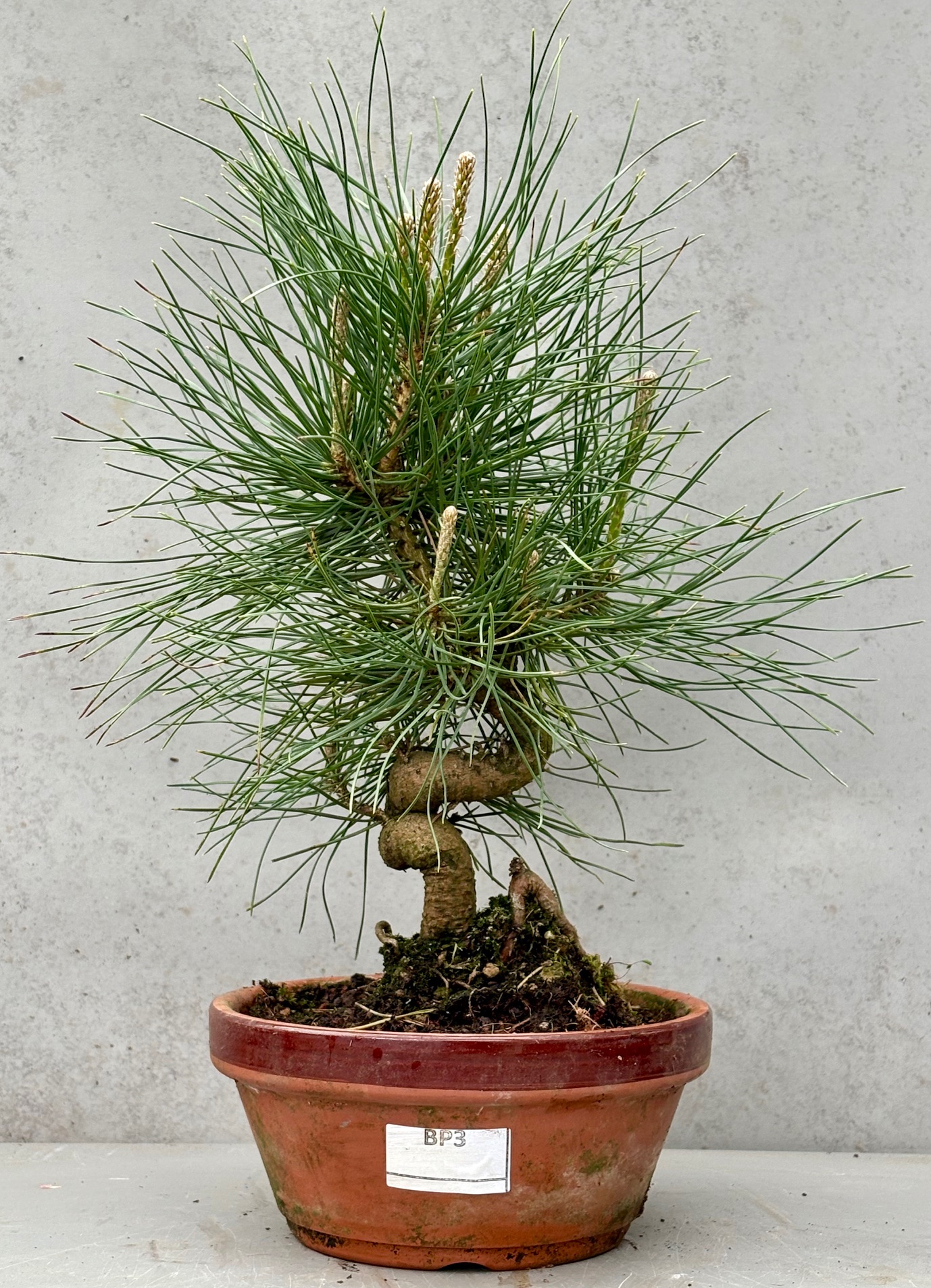 Japanese Black Pine (BP3)