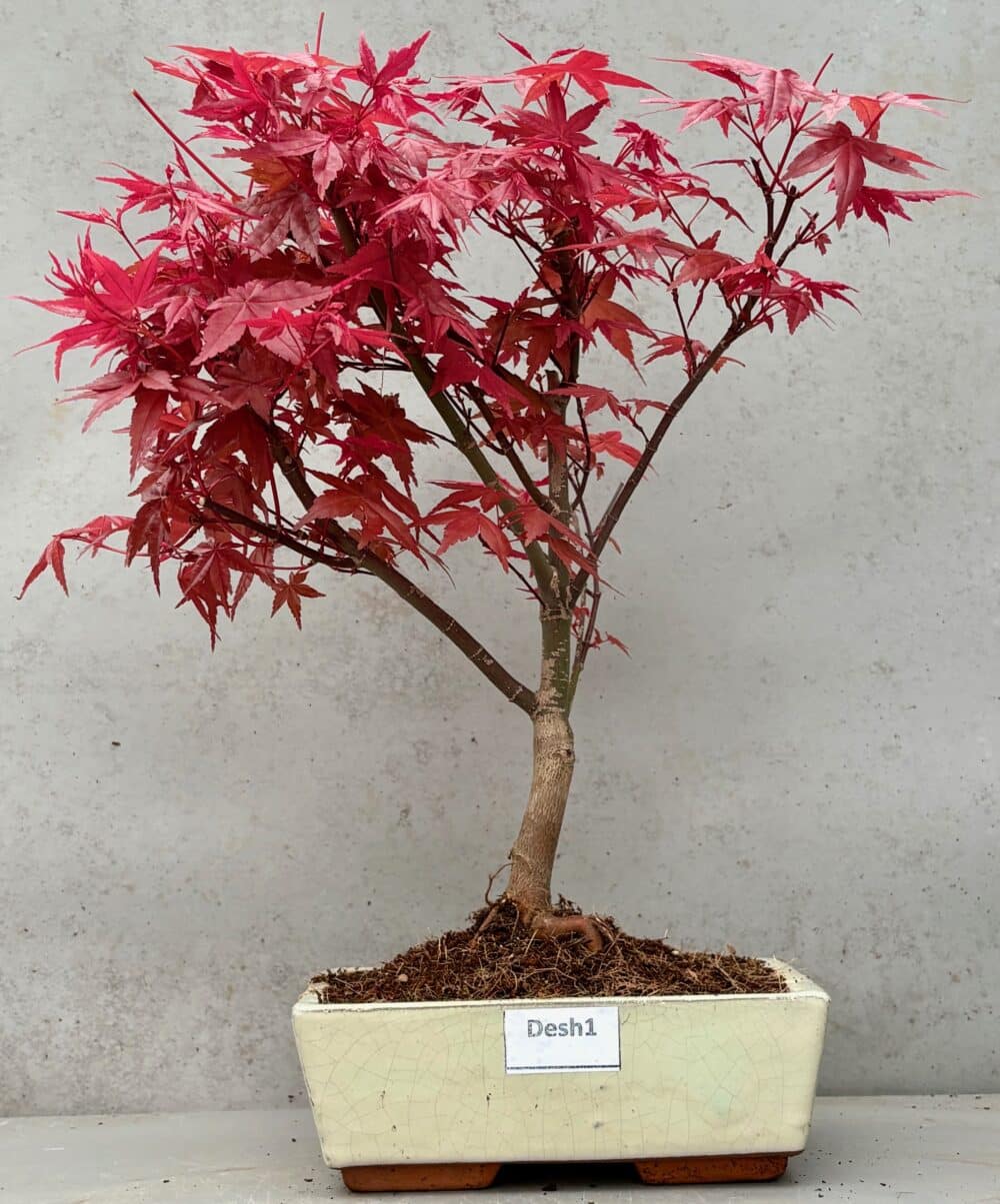 Deshojo Japanese Maple (Desh1)