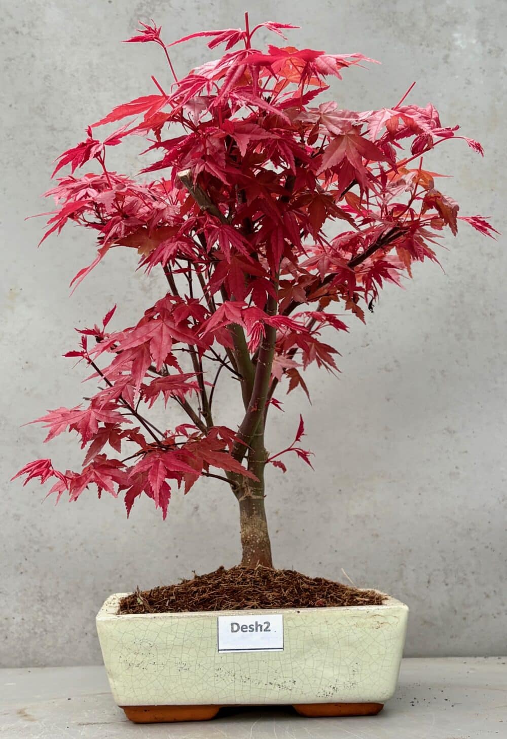 Deshojo Japanese Maple (Desh2)