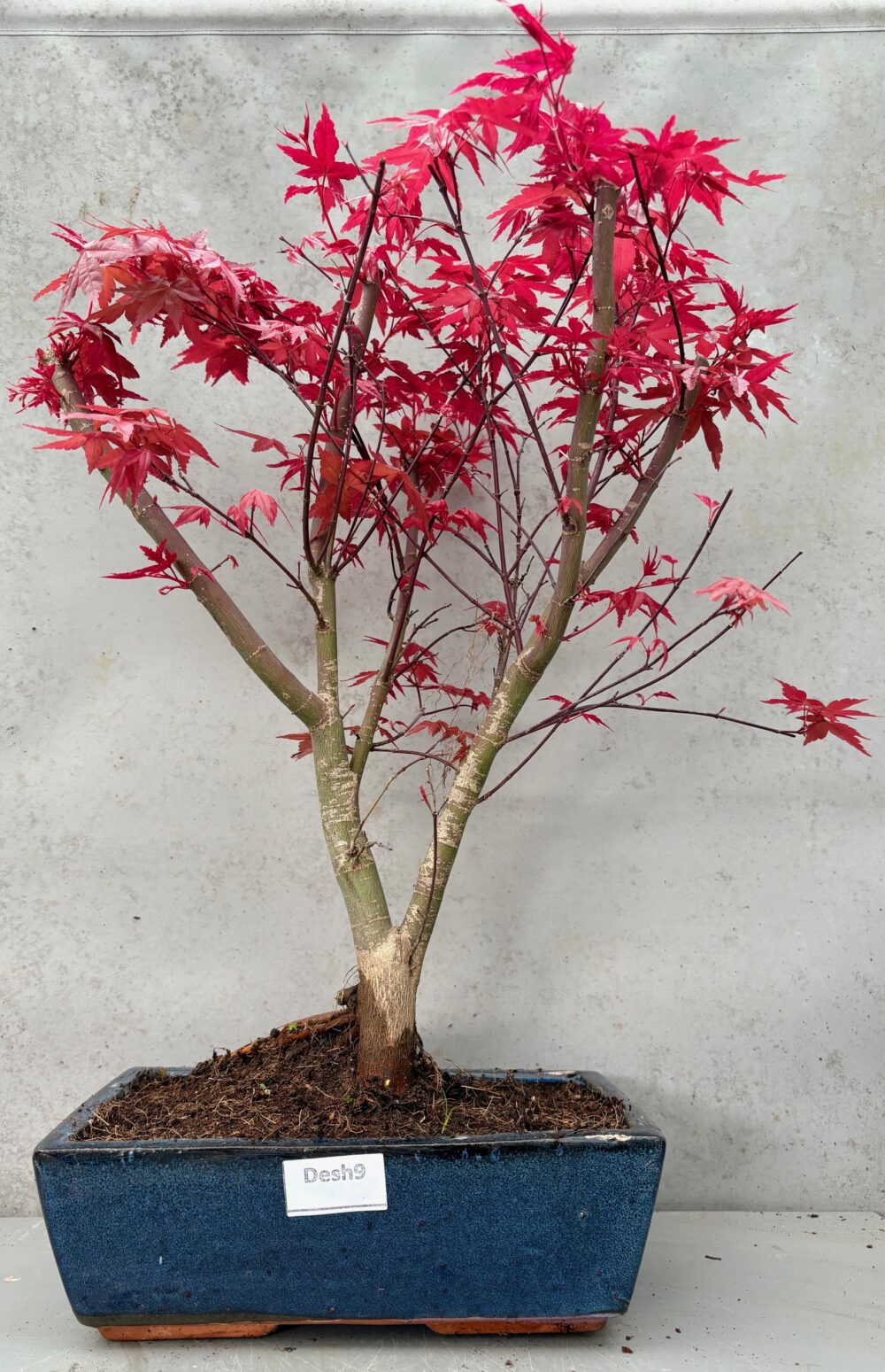 Deshojo Japanese Maple (Desh9)