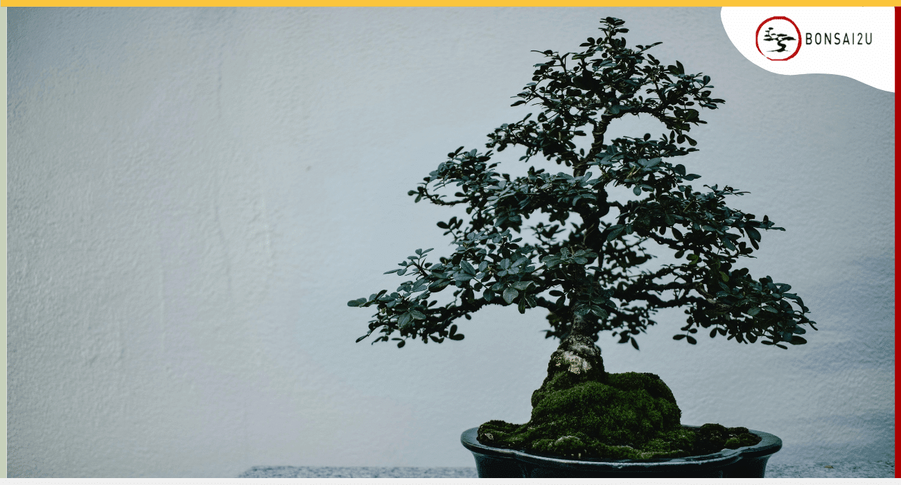 Why Is My Chinese Elm Bonsai Losing Leaves