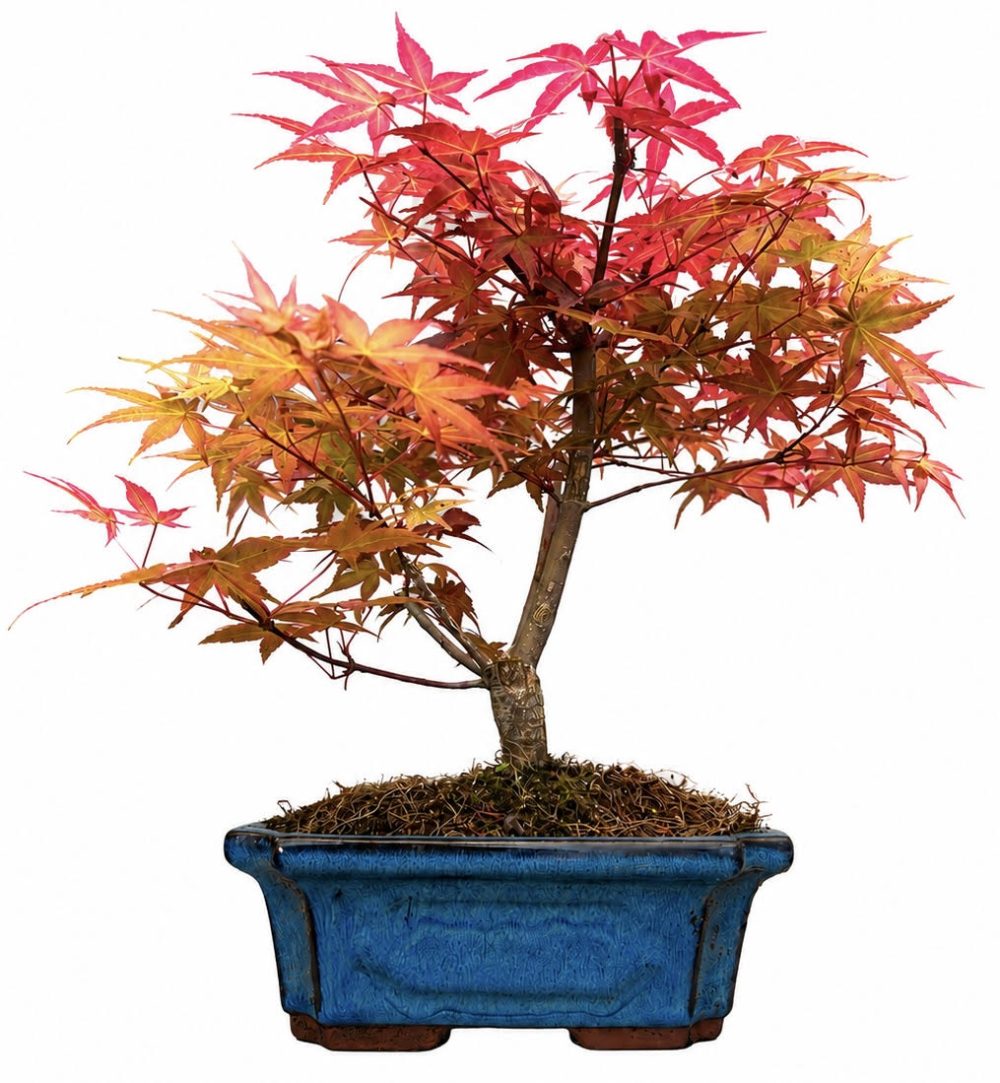 Acer Palmatum Deshojo Bonsai (Stock Code B2U113)