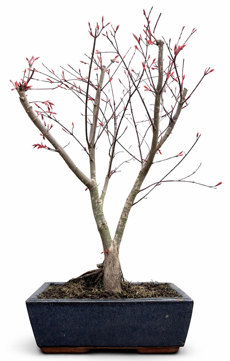 Acer Palmatum Deshojo Bonsai (Stock Code B2U828)