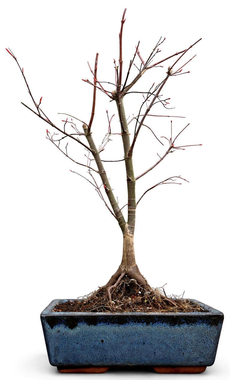 Acer Palmatum Deshojo Bonsai (Stock Code B2U829)