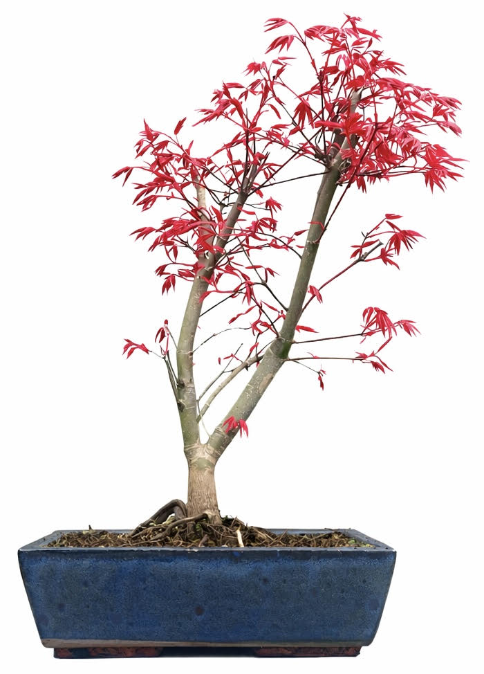 Acer Palmatum Deshojo Bonsai (Stock Code B2U830)