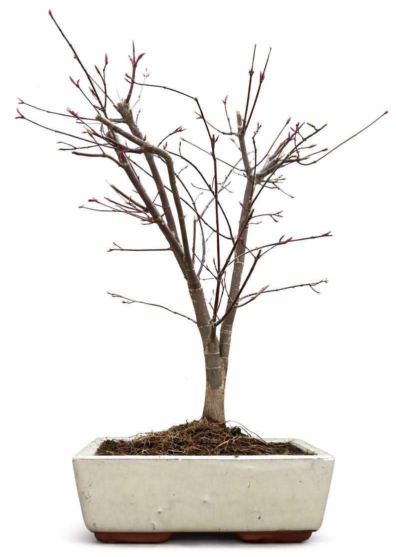Acer Palmatum Deshojo Bonsai (Stock Code B2U831)