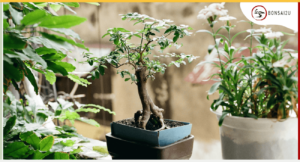 A Beginner’s Guide to Growing Your First Bonsai Tree