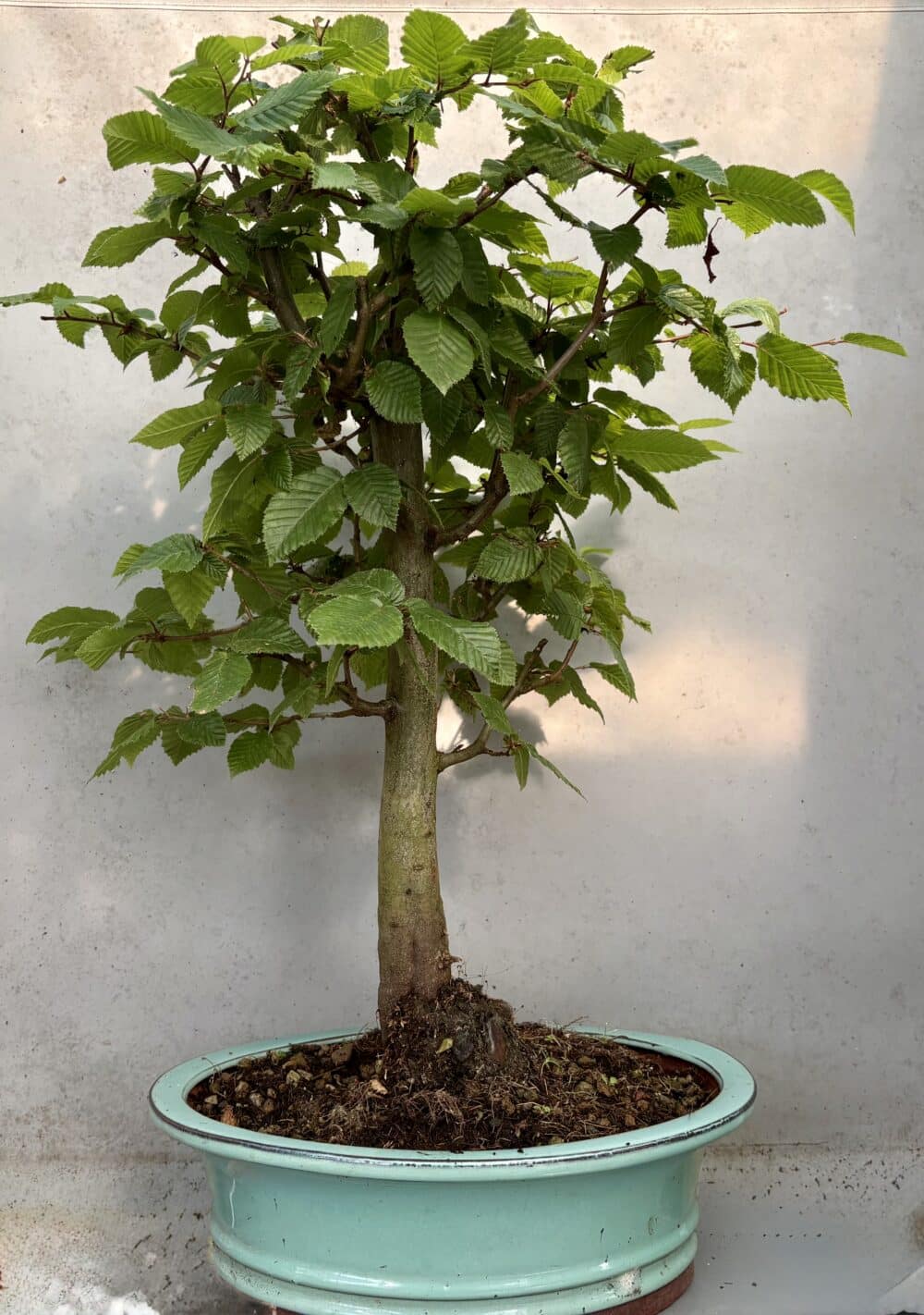 Premium Carpinus (English Hornbeam)