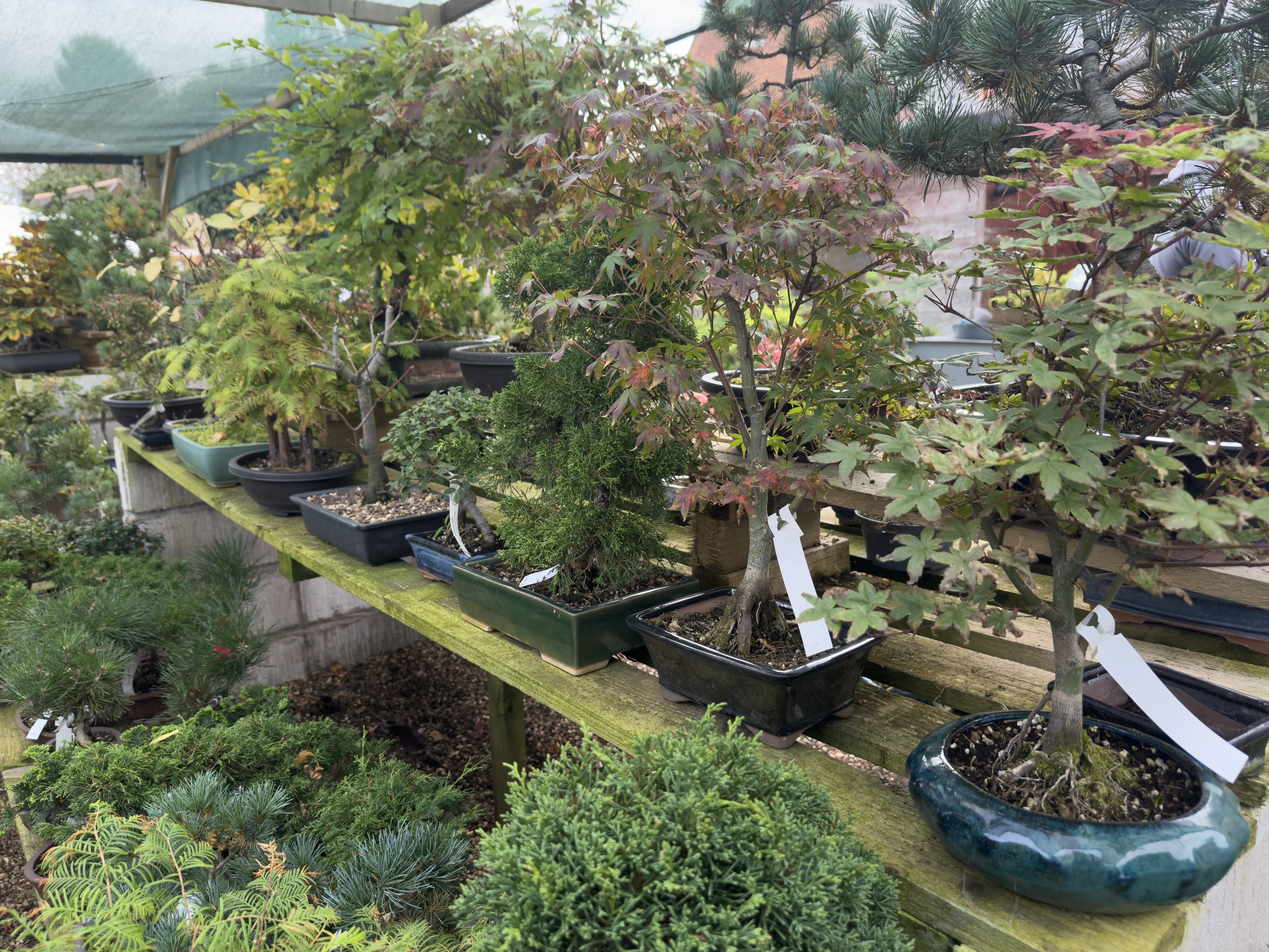 Bonsai2U Trees at Nursery