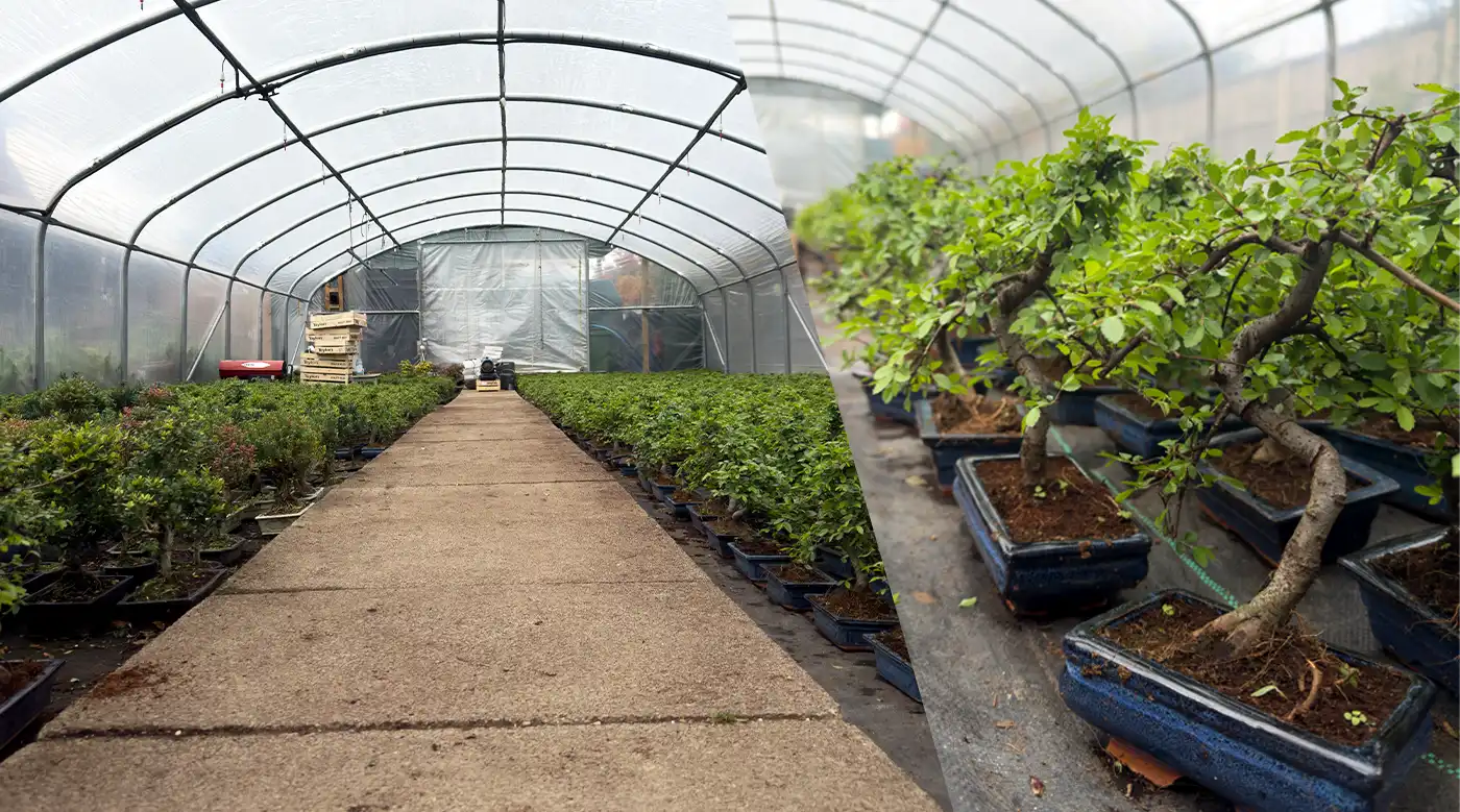 Chinese Elm Nursery