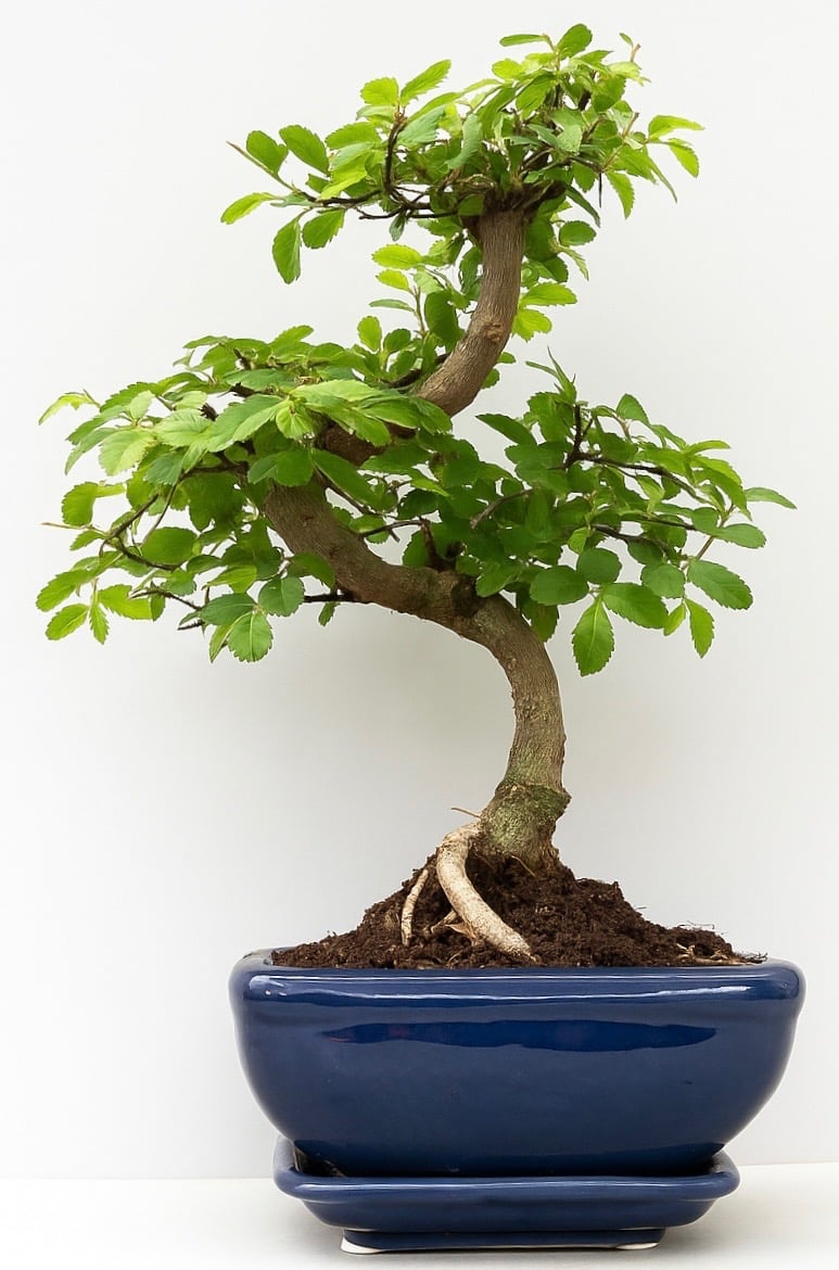 Bonsai Tree, Chinese Elm in Ceramic Pot with Matching Tray