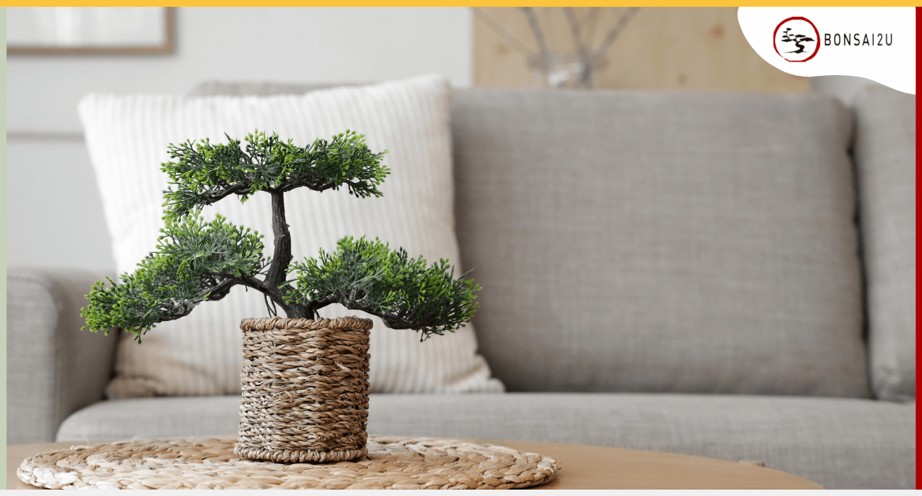 How Long Does a Bonsai Tree Live