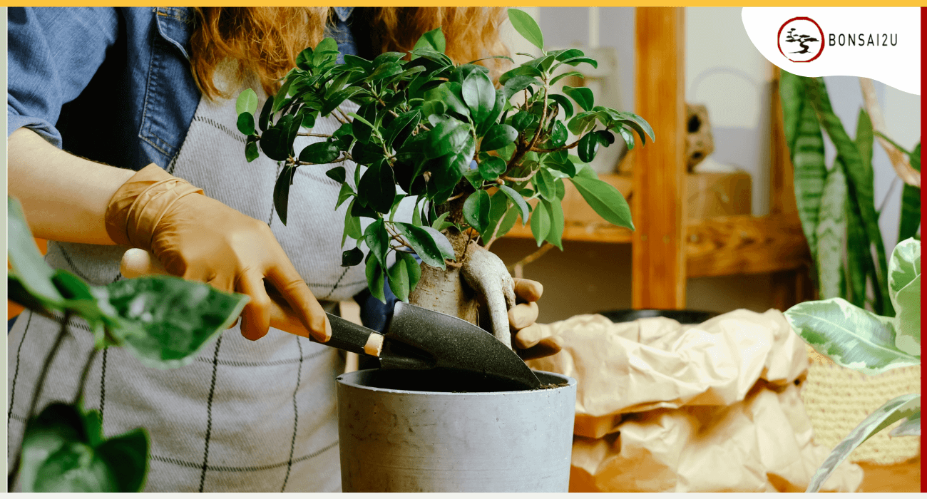 What is the Best Soil for Chinese Elm Bonsai