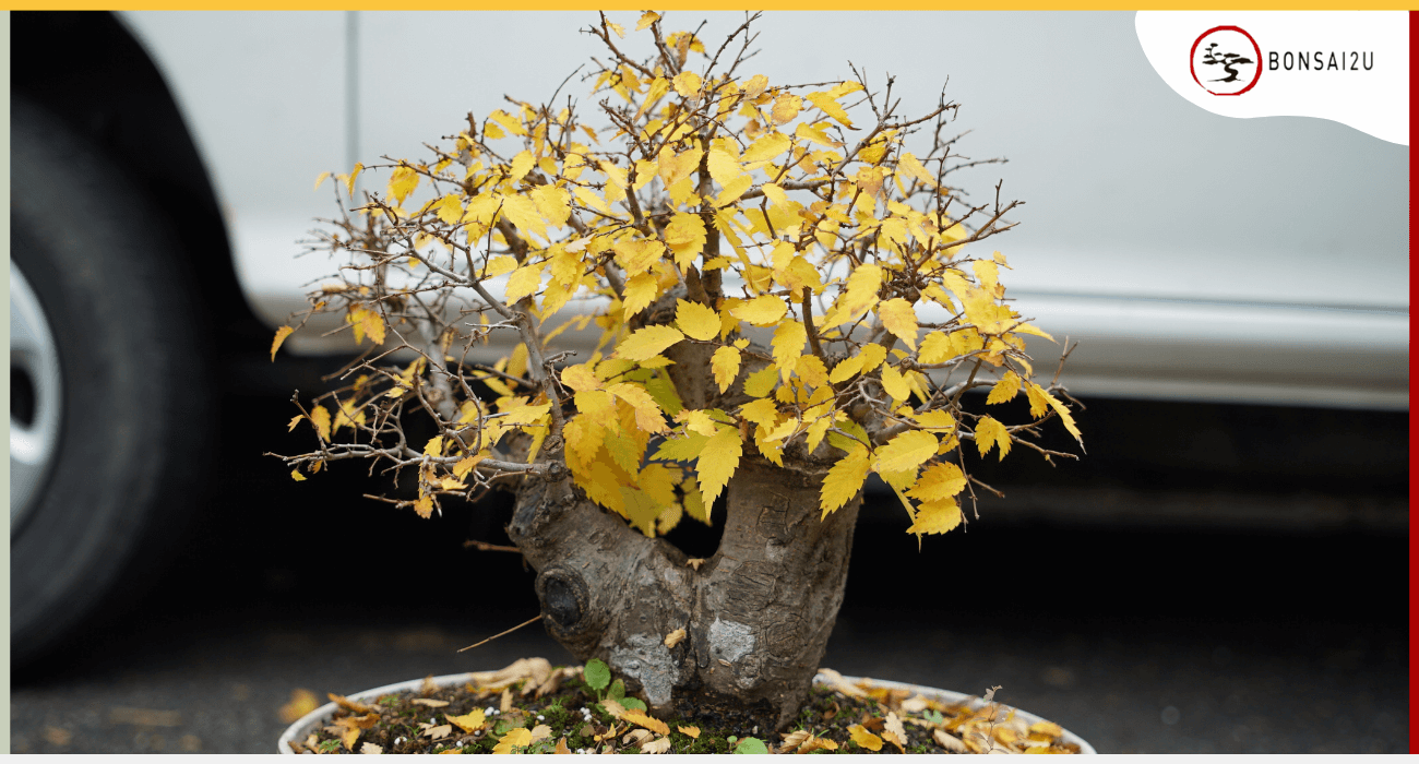 Why Are My Bonsai Tree Leaves Turning Yellow