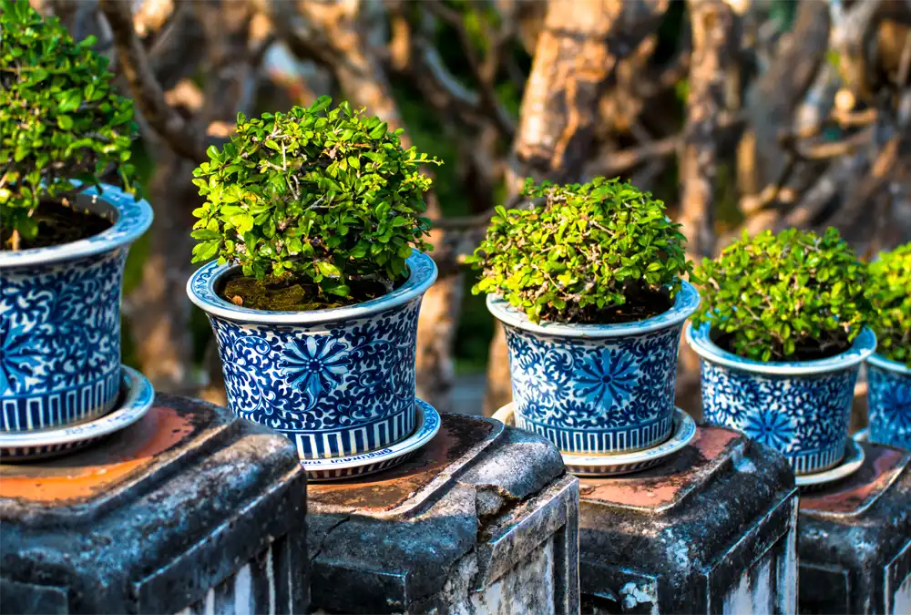 Carmona Bonsai Trees