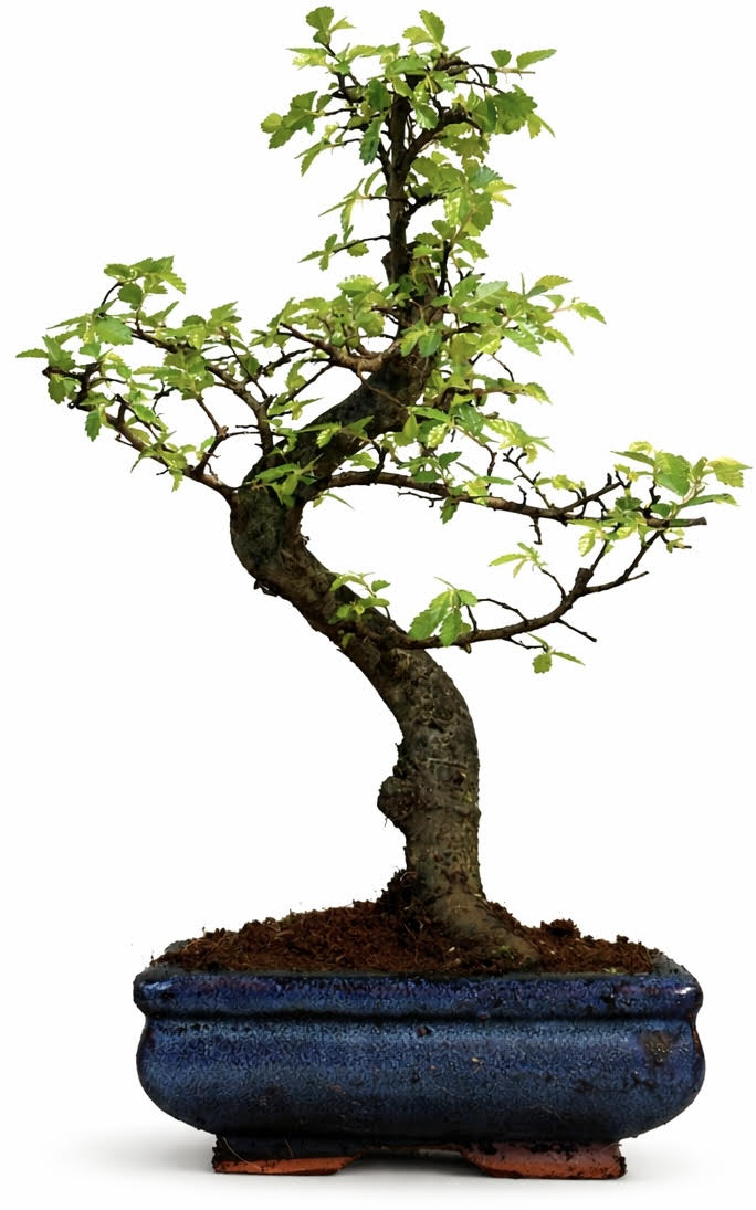 Chinese Elm Bonsai (Stock Code B2U157)