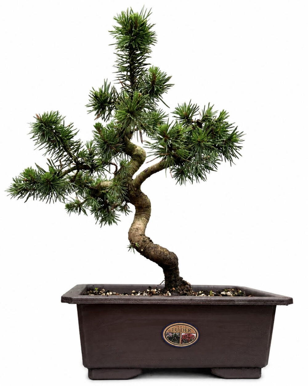 Scott's Pine Bonsai Tree (Stock Code B2U107)