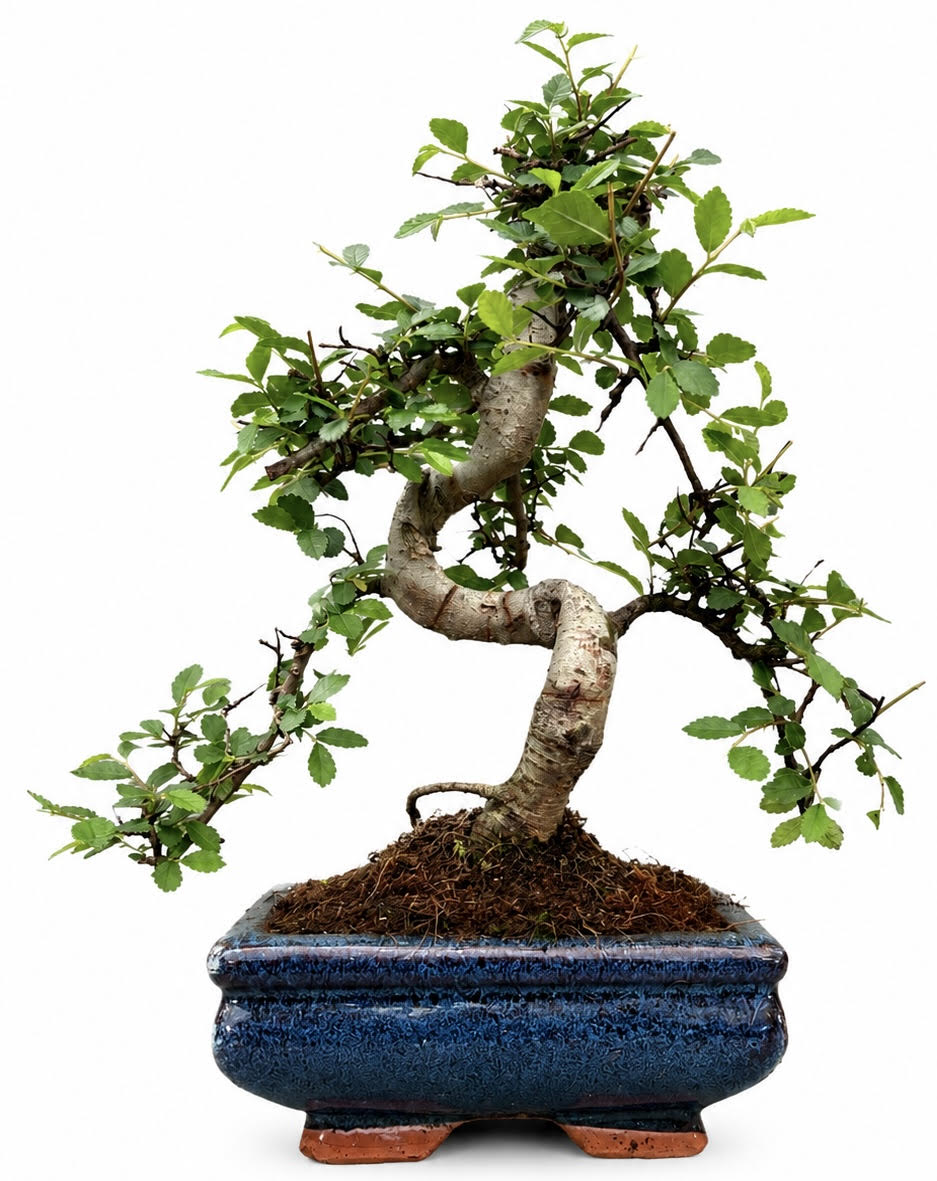 Chinese Elm Bonsai (Stock Code B2U139)