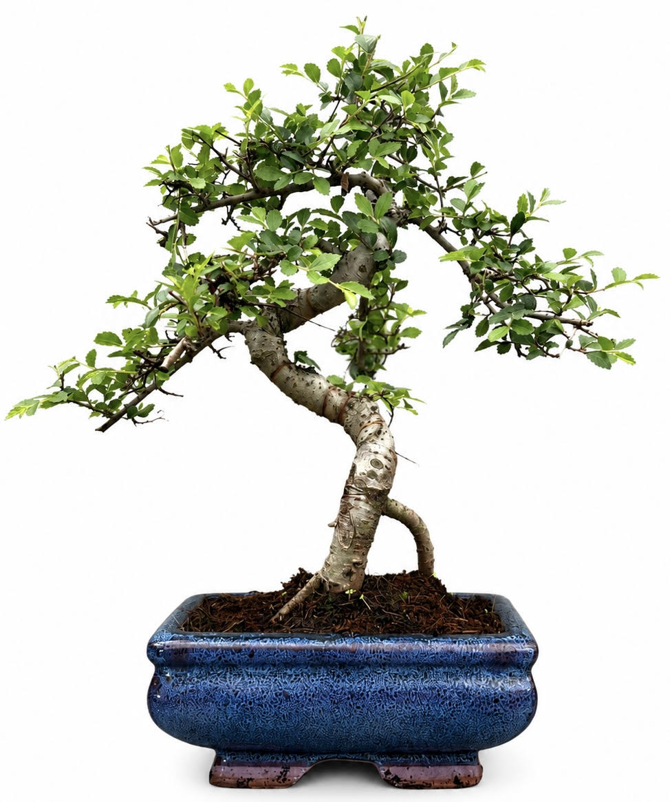 Chinese Elm Bonsai – (Stock Code B2U140)