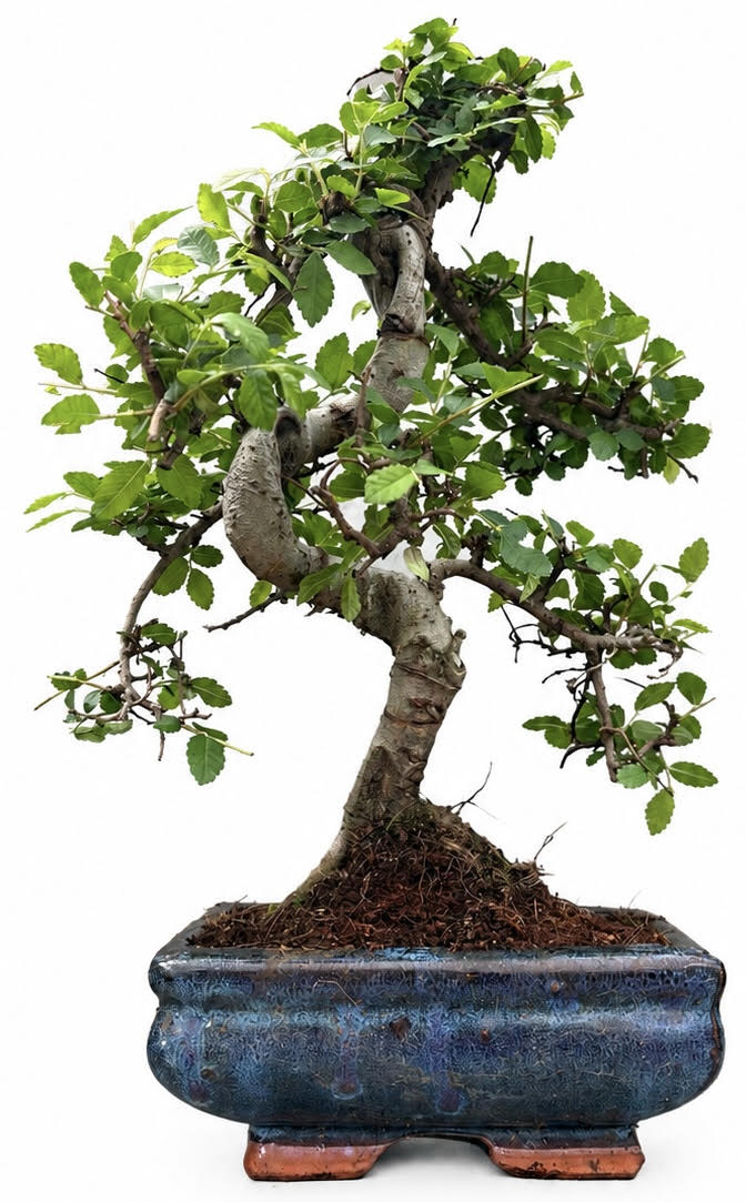 Chinese Elm Bonsai – (Stock Code B2U144)