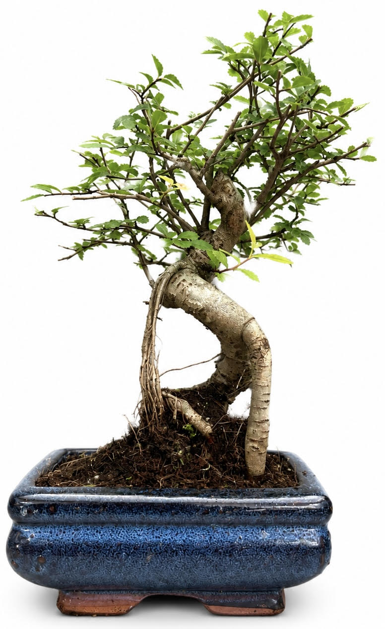 Chinese Elm Bonsai – (Stock Code B2U147)