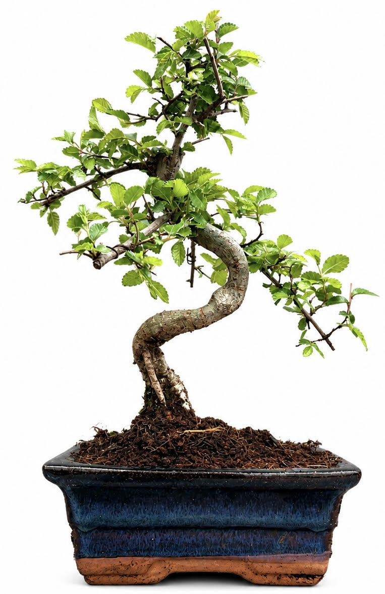 Chinese Elm Bonsai – (Stock Code B2U418)