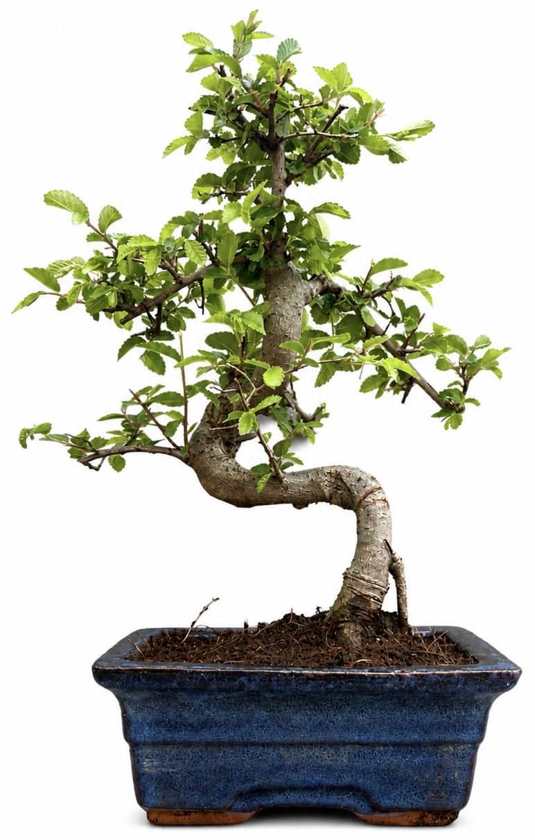 Chinese Elm Bonsai (Stock Code B2U420)