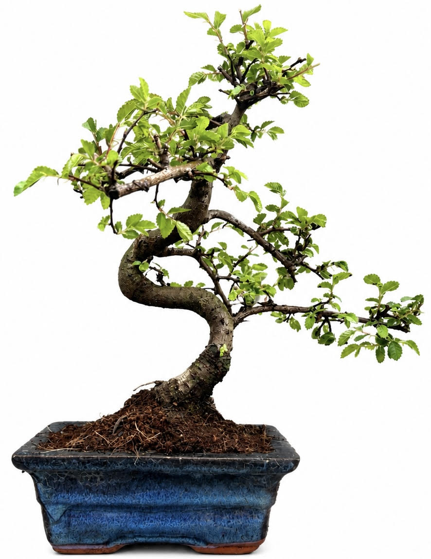Chinese Elm Bonsai (Stock Code B2U423)