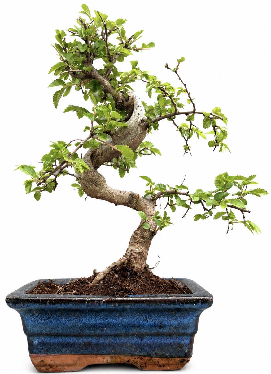 Chinese Elm Bonsai (Stock Code B2U425)