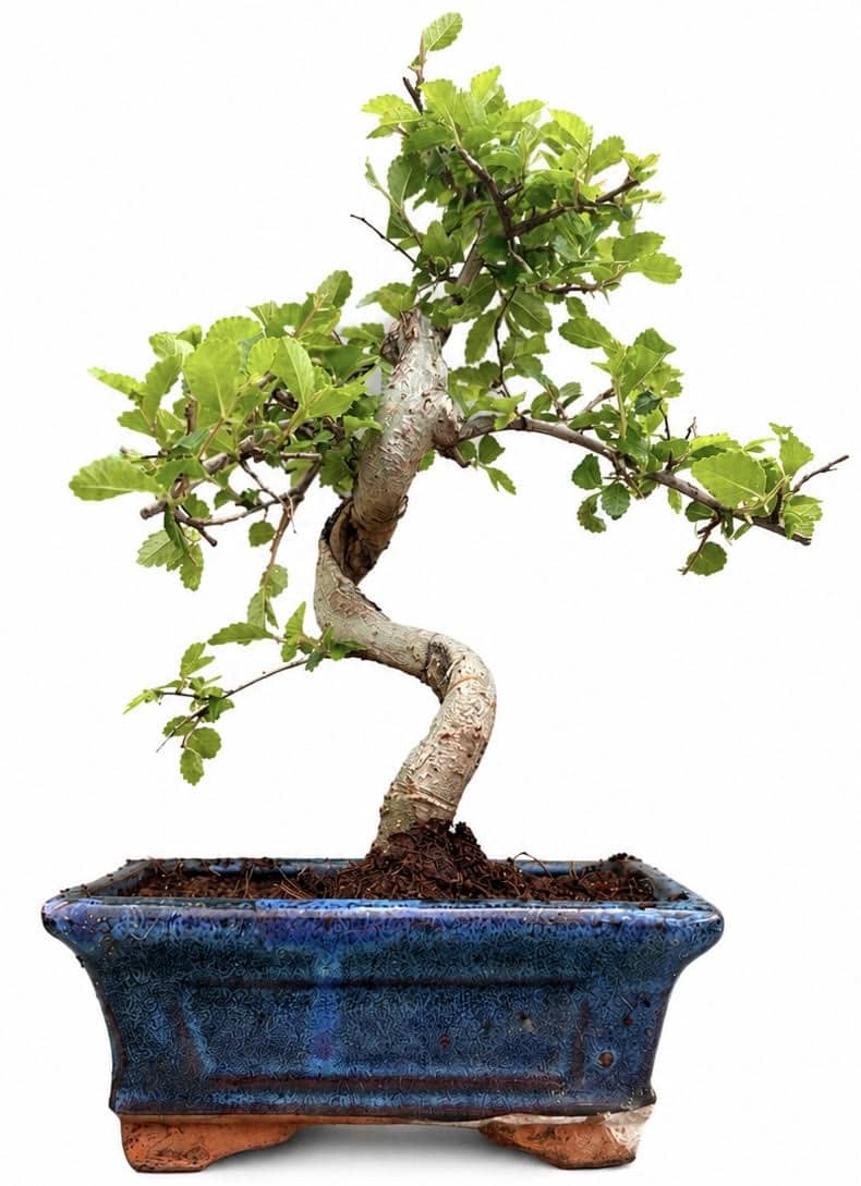 Chinese Elm Bonsai (Stock Code B2U426)