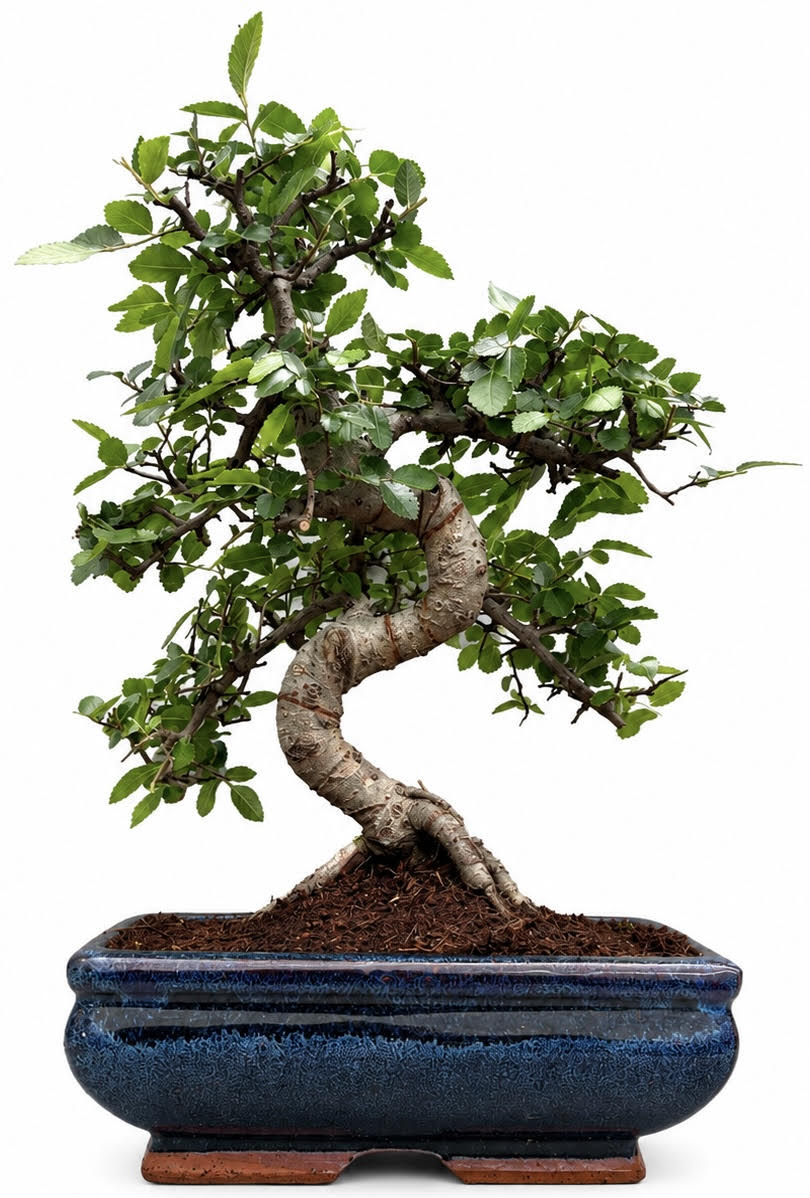 Chinese Elm Bonsai – (Stock Code B2U431)