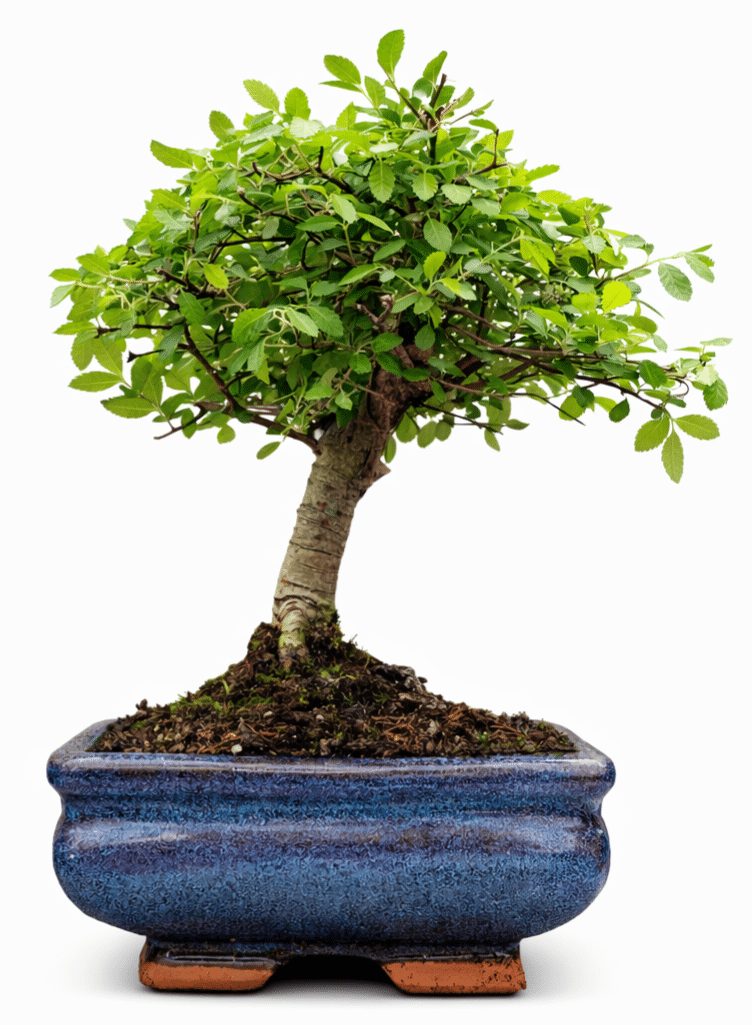 Chinese Elm Bonsai – (Stock Code B2U832)