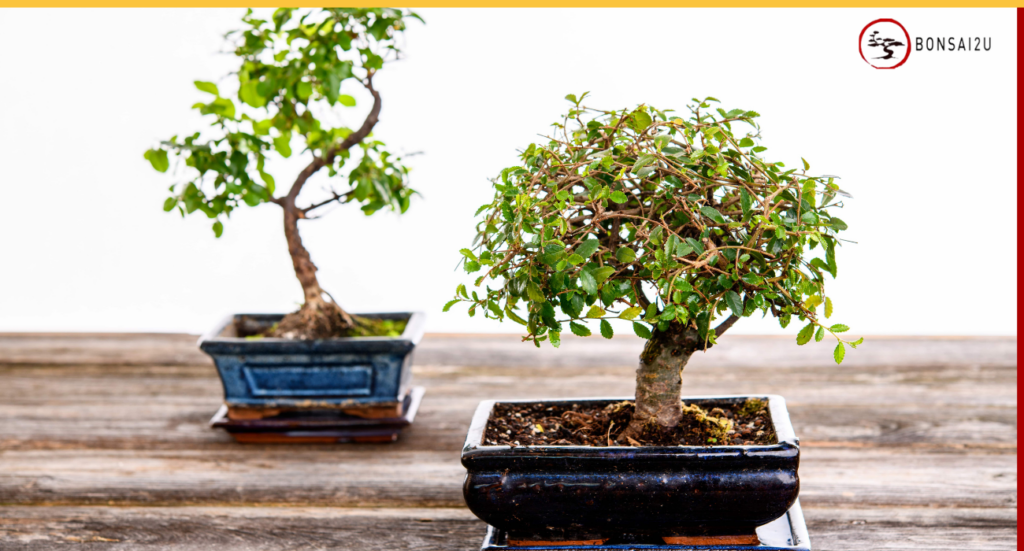Chinese Elm Winter Care: A Complete Guide for UK Bonsai Owners
