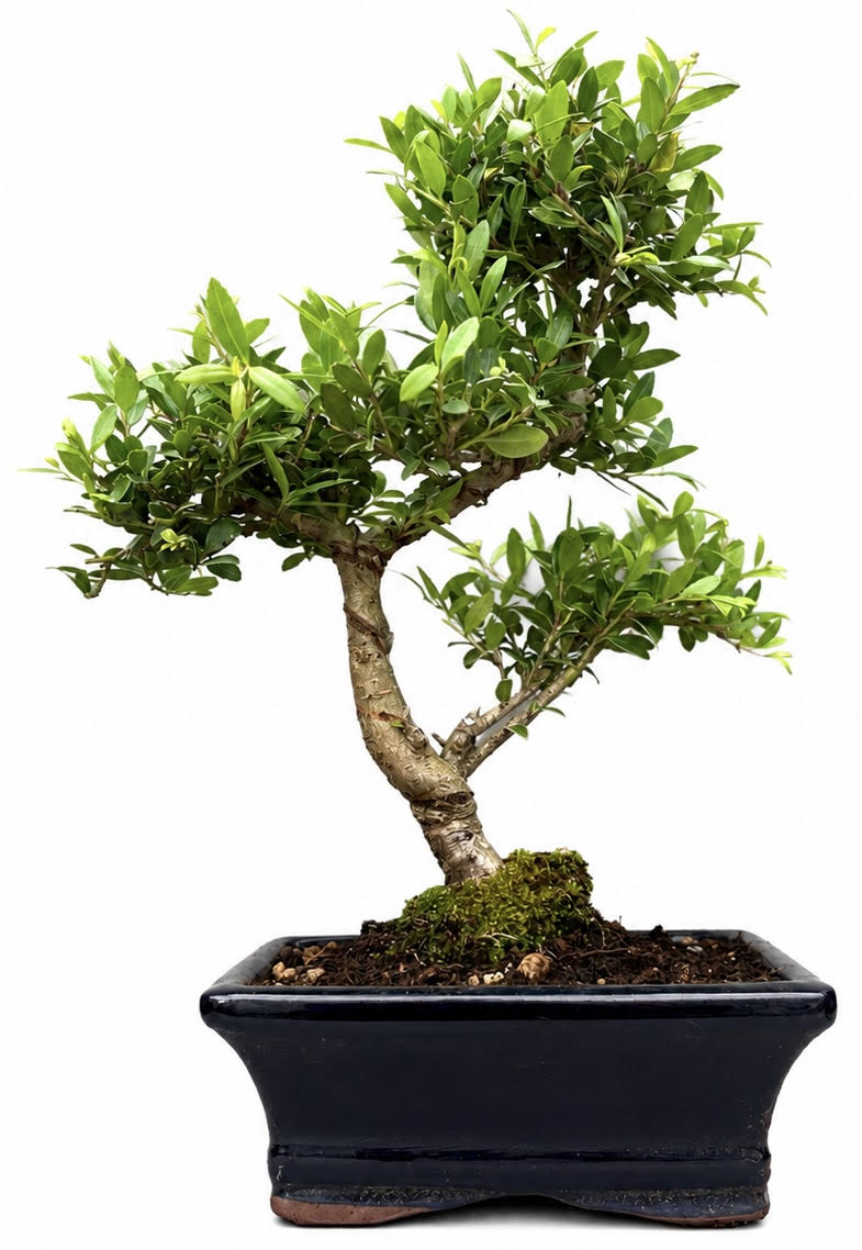 Ilex Flowering Bonsai Tree Indoor/Outdoor - (Stock Code B2U173)