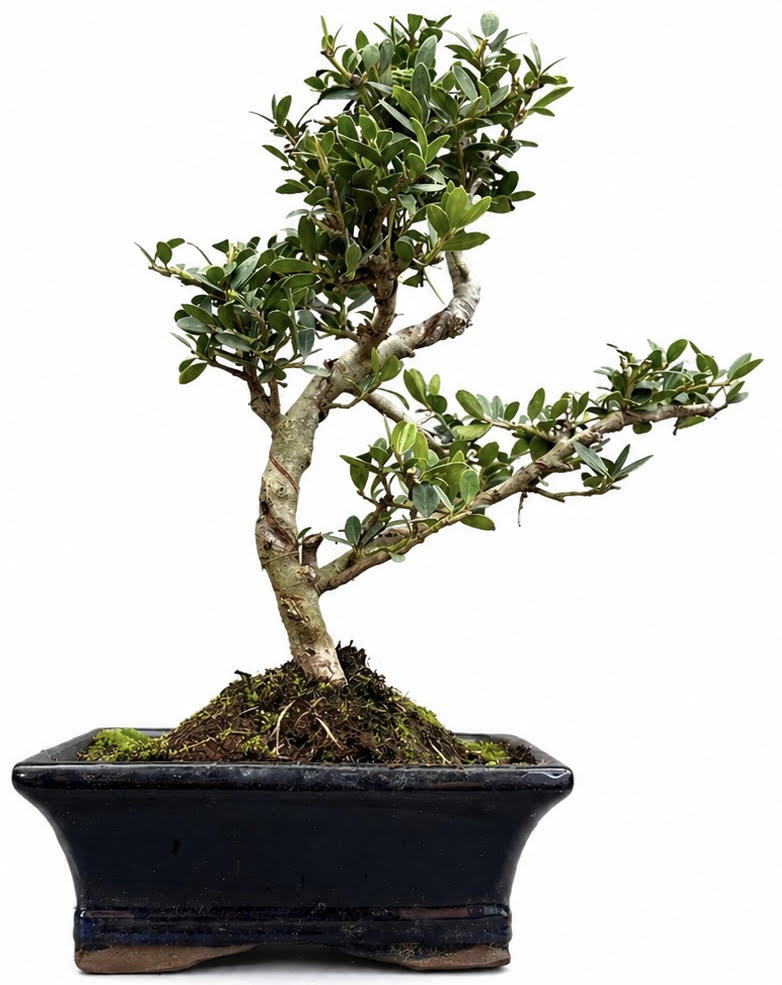 Ilex Flowering Bonsai Tree Indoor/Outdoor – (Stock Code B2U400)