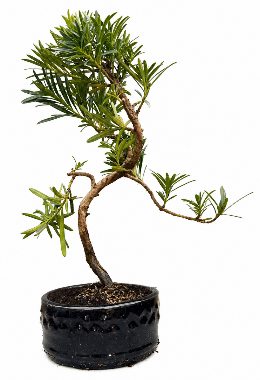Podocarpus Bonsai Tree Indoor/Outdoor – (Stock Code B2U407)