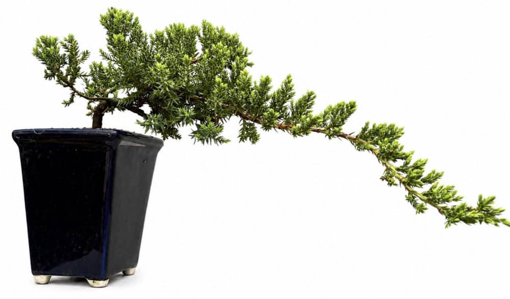 Juniper Cascade Bonsai Tree – (Stock Code B2U546)