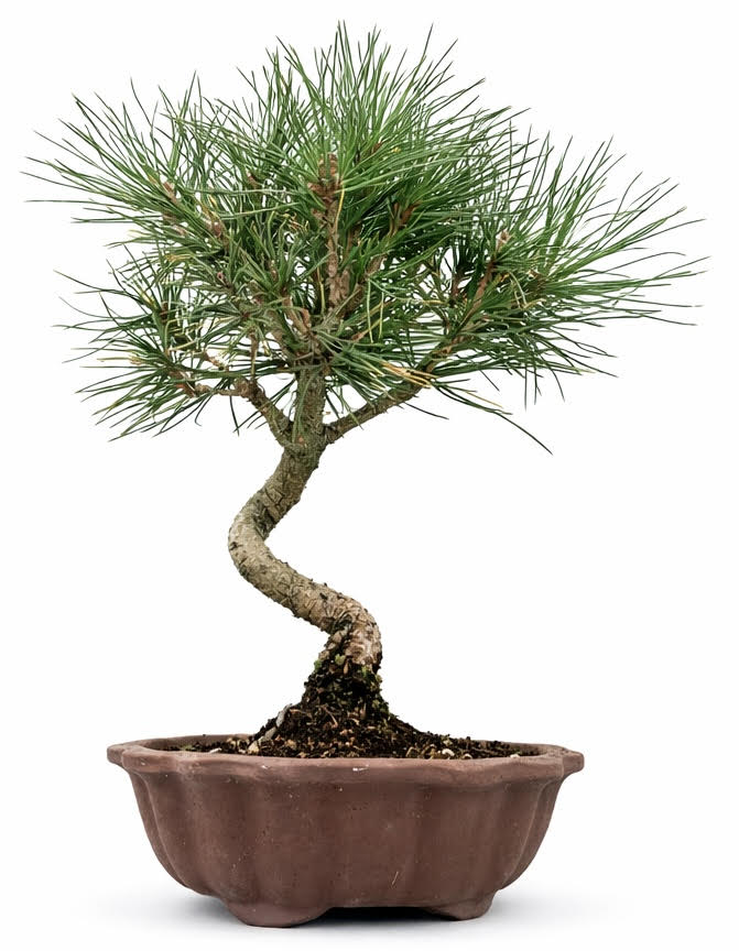 Japanese Black Pine Bonsai Tree (Stock Code B2U715)