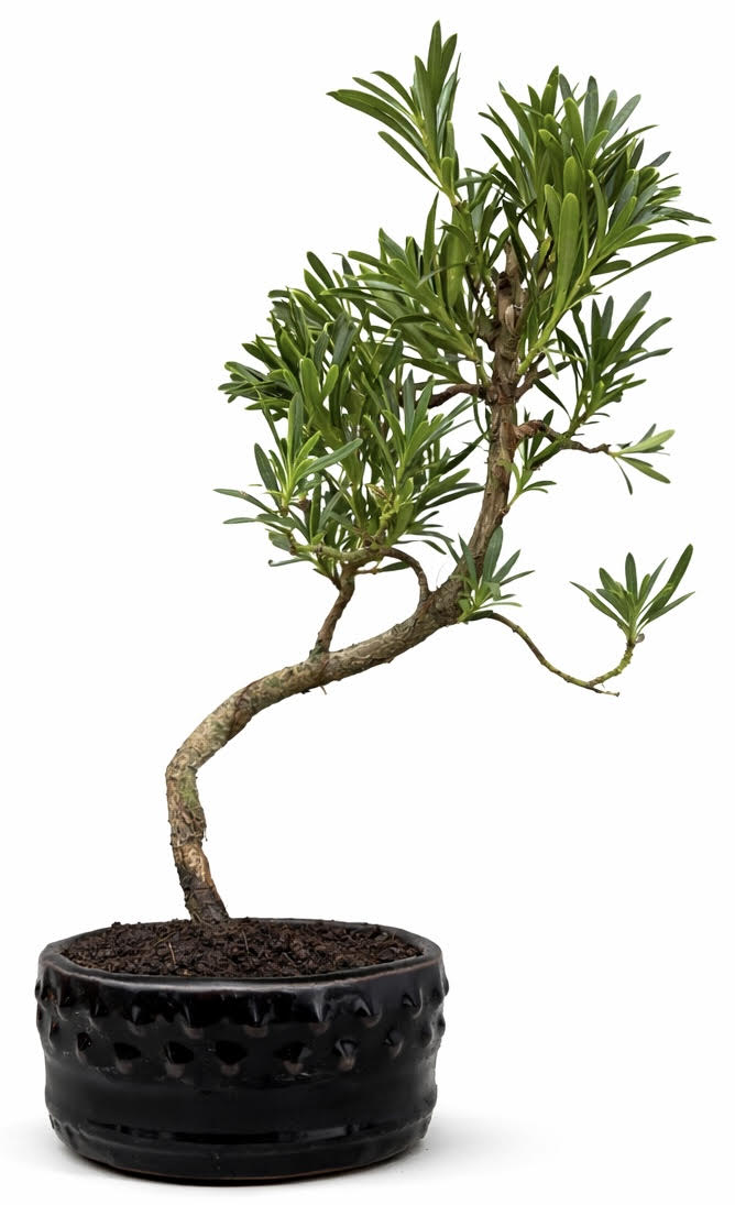 Podocarpus Bonsai Tree Indoor/Outdoor – (Stock Code B2U727)