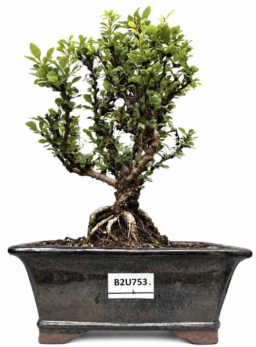 Berberis Bonsai (Stock Code B2U753)