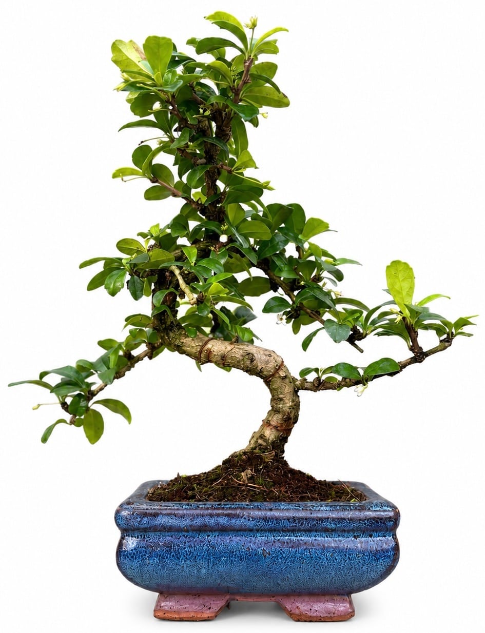 Carmona Bonsai (Stock Code B2U806)