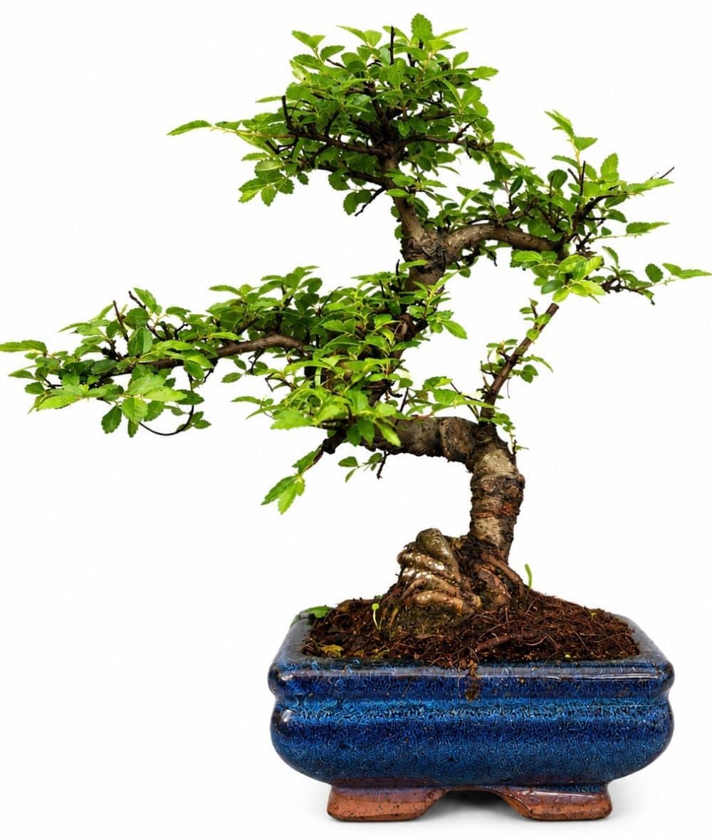 Chinese Elm Bonsai (Stock Code B2U803)