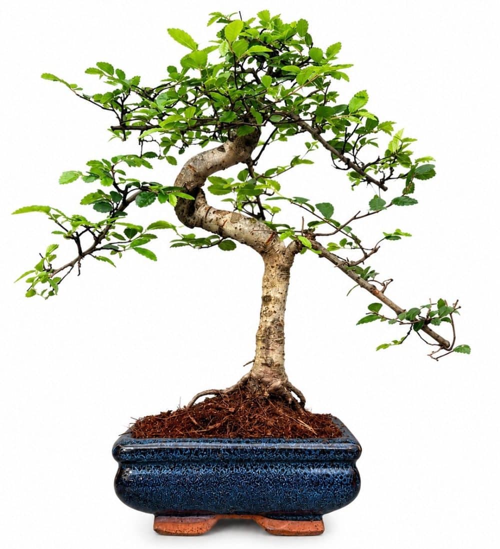 Chinese Elm Bonsai (Stock Code B2U804)