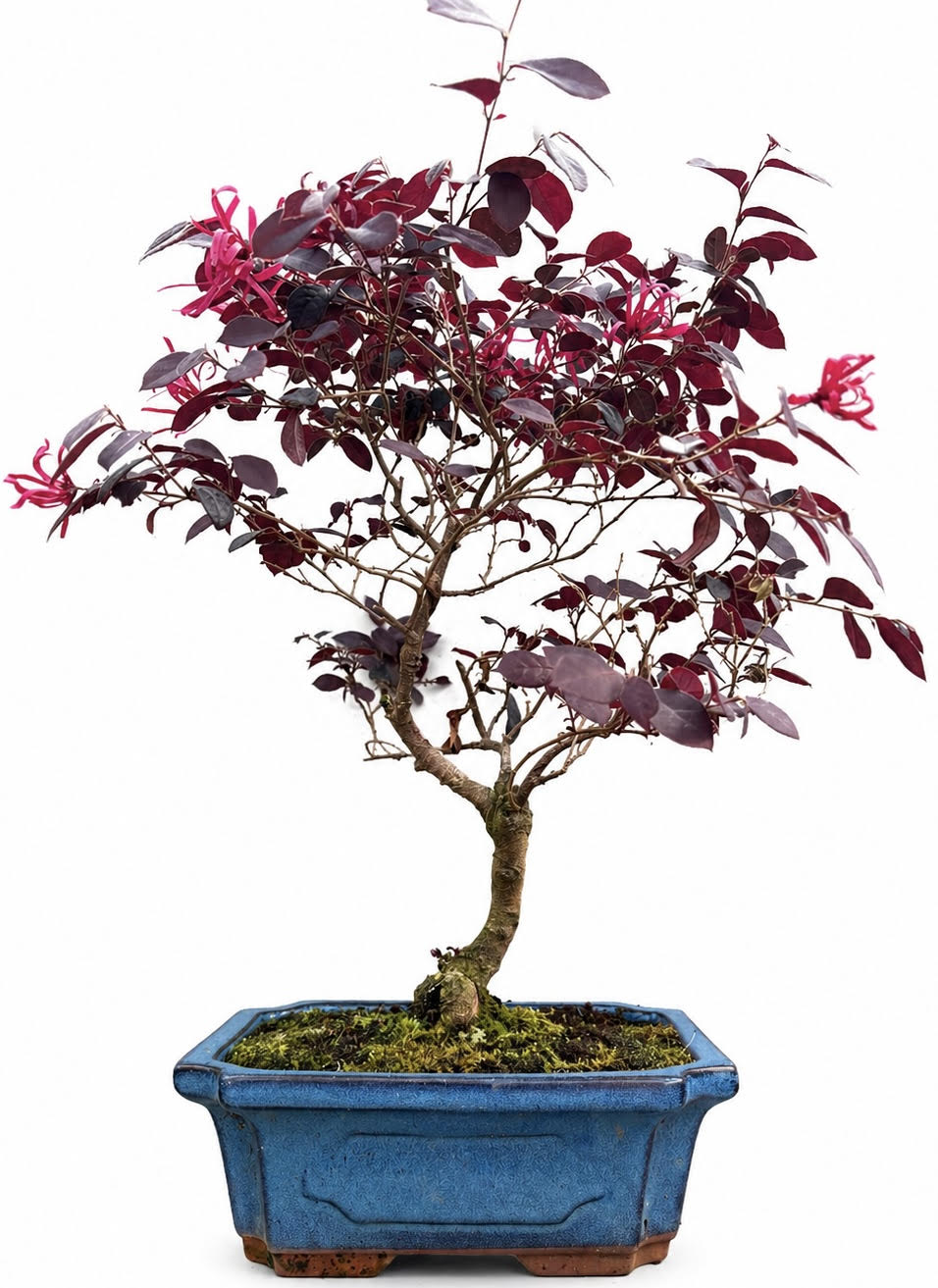 Loropetalum (Chinese Fringe Flower) Bonsai – (Stock Code B2U410)