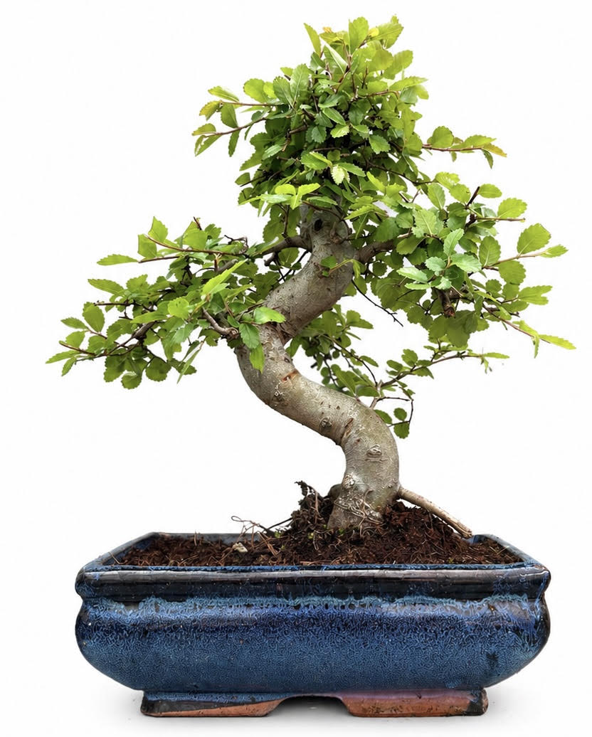 Chinese Elm Bonsai (Stock Code B2U539)