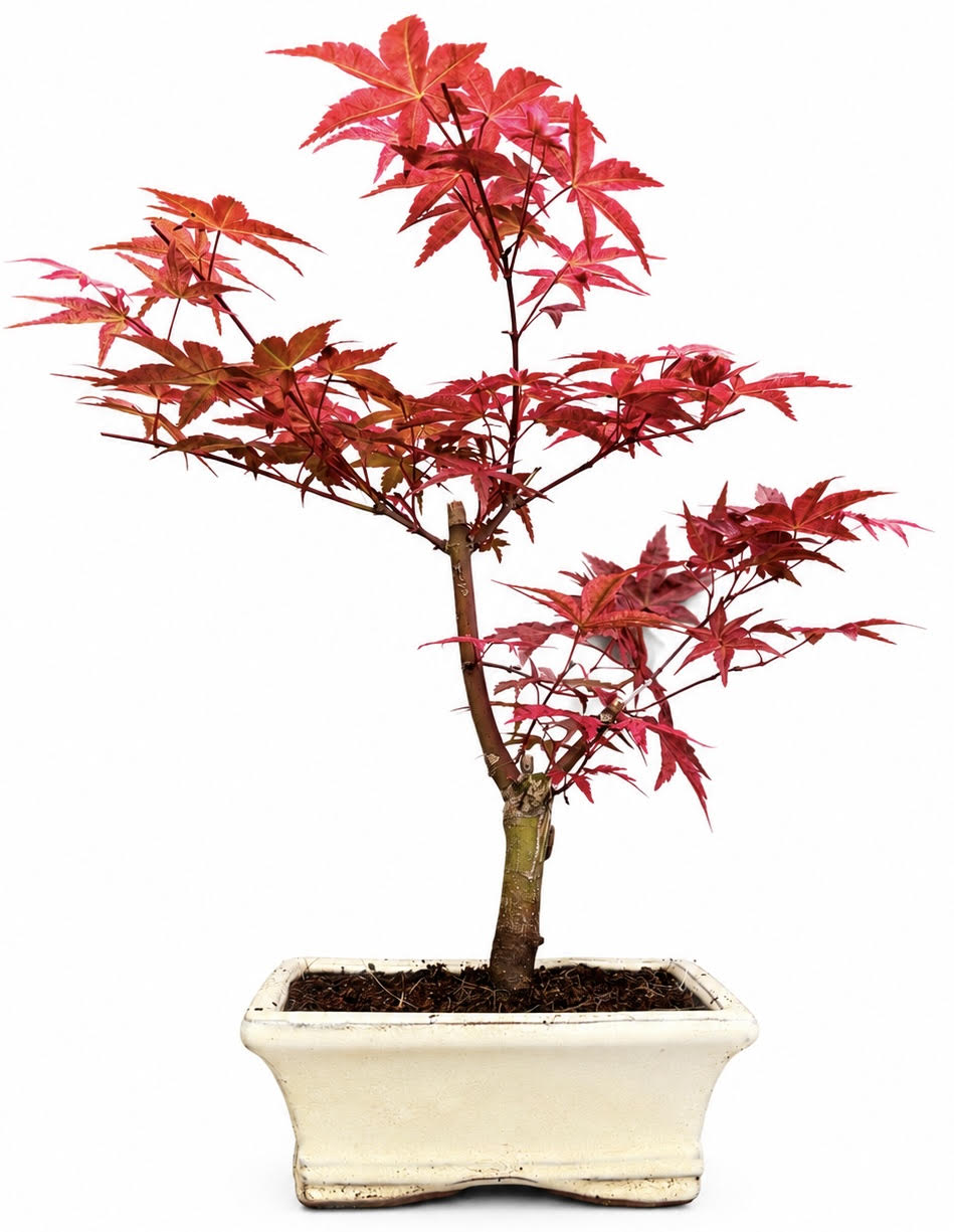 Acer Palmatum Deshojo Bonsai (Stock Code B2U110)