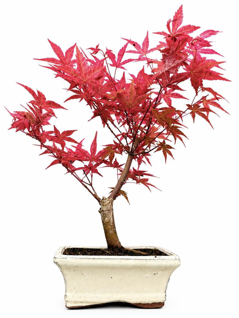 Acer Palmatum Deshojo Bonsai (Stock Code B2U111)