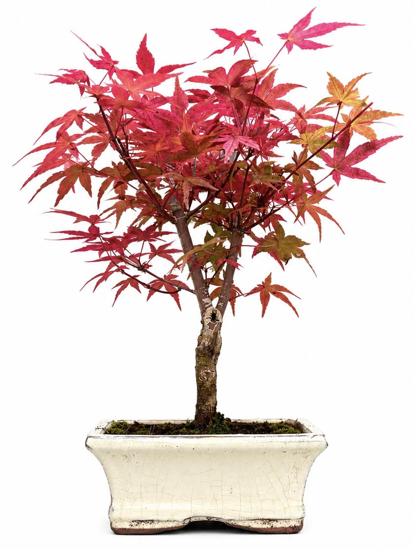 Acer Palmatum Deshojo Bonsai (Stock Code B2U112)